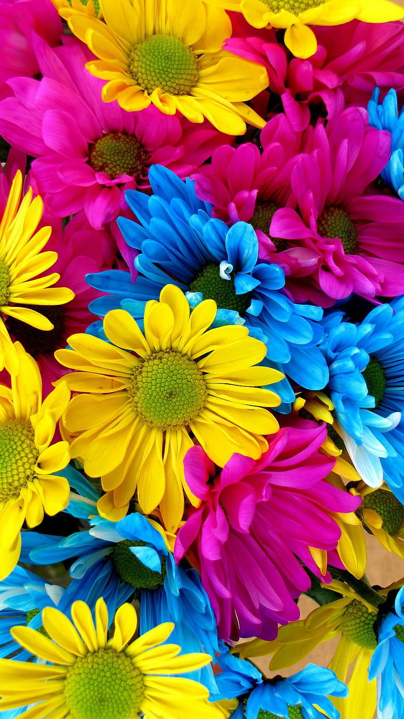 daisy, color, flower, HD phone wallpaper