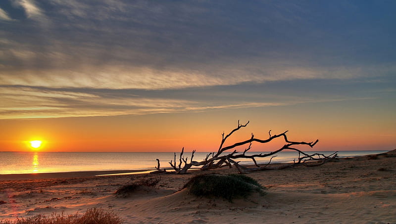 deadwood on a beach at sunset, beach, sunset, deadwood, sea, HD wallpaper