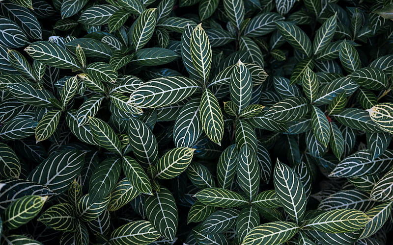 Green leaves texture, leaves with white tips, green leaves background, leaves  texture, HD wallpaper | Peakpx