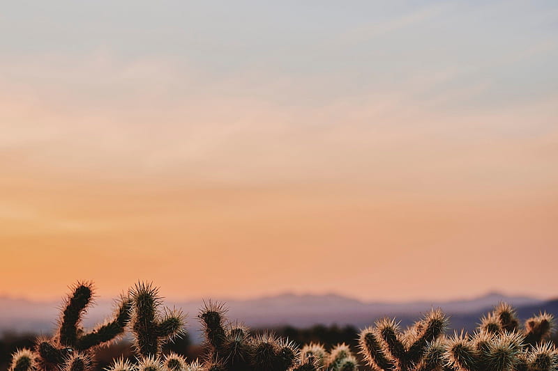 Usa California, Spiny Cactus, Desert, Sunset, Californa 2256X1504, HD wallpaper