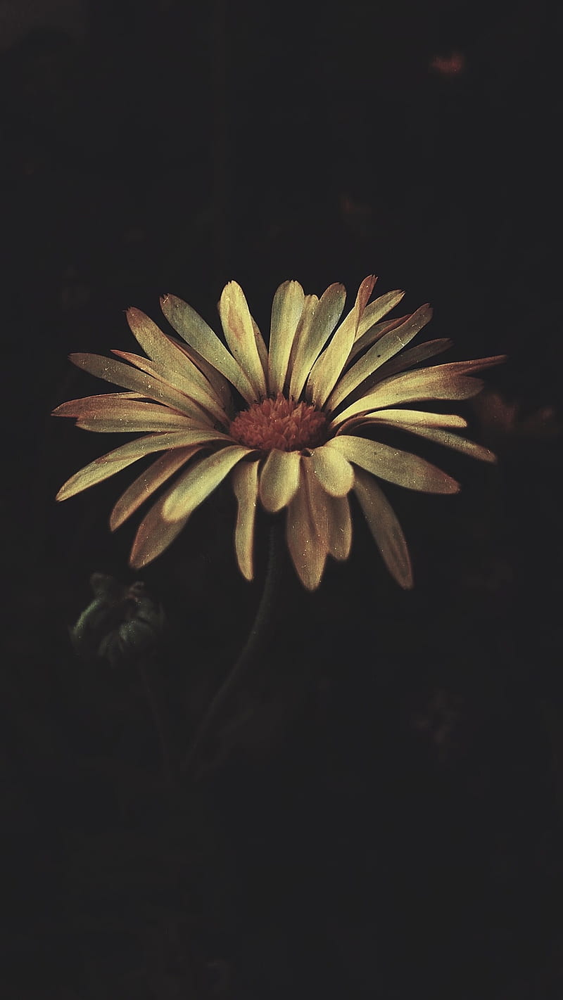 flowers, plants, dark, portrait display, HD phone wallpaper