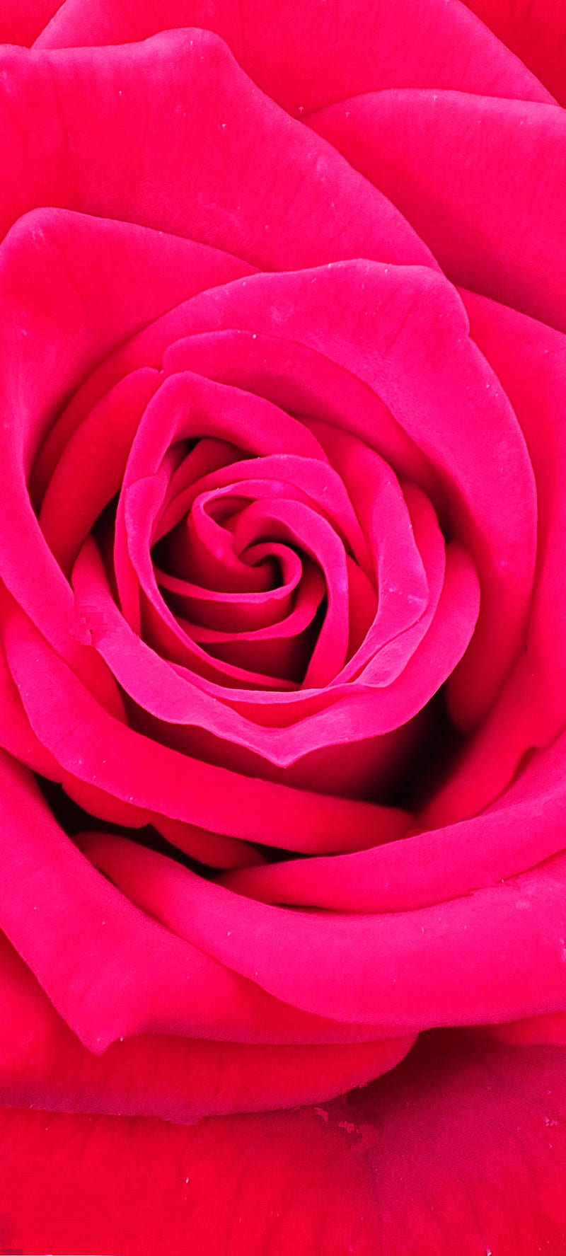 Rose, hybrid tea rose, magenta, HD phone wallpaper