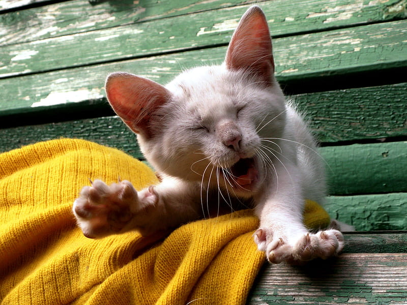 Wake up!, paw, yellow, cat, wake up, animal, cute, green, funny, pisica, HD wallpaper