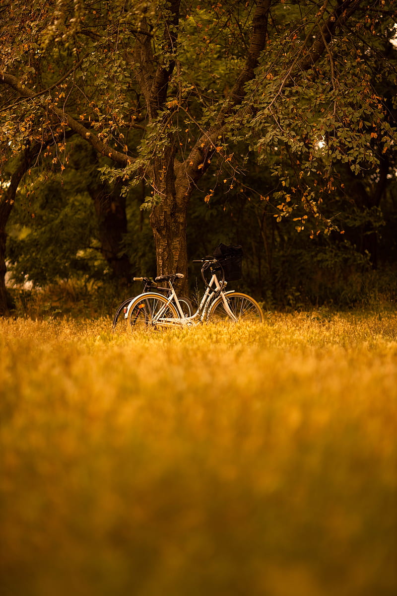 bike, transport, trees, forest, HD phone wallpaper