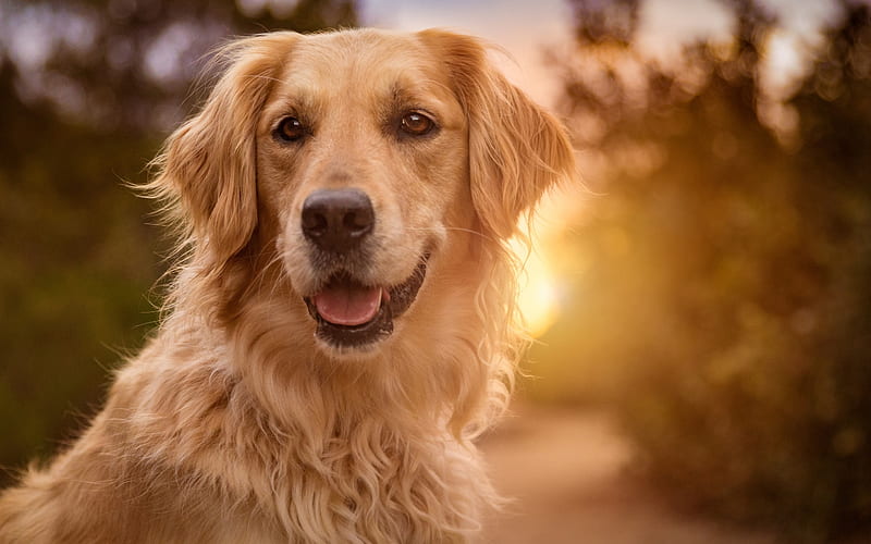 Golden Retriever, close-up, labrador, sunset, bokeh, dogs, pets, cute dogs, Golden Retriever Dog, HD wallpaper