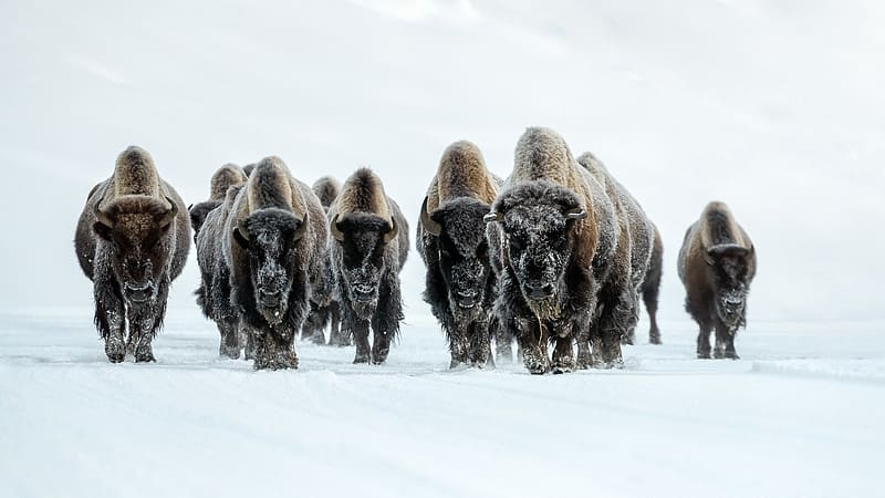 Winter, Animal, American Bison, HD wallpaper