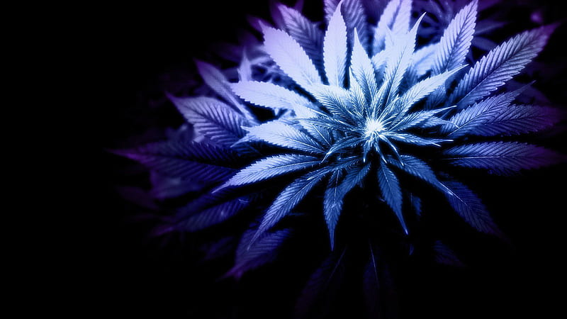 HD purple weed wallpapers | Peakpx