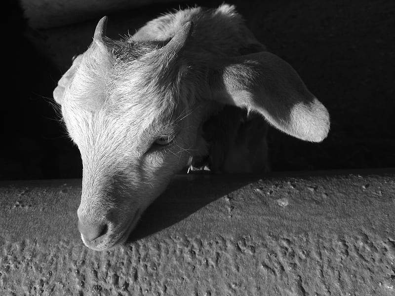 goaty, cow, black, animal, horns, farm, sheep, innocent, goat, milk, white, HD wallpaper