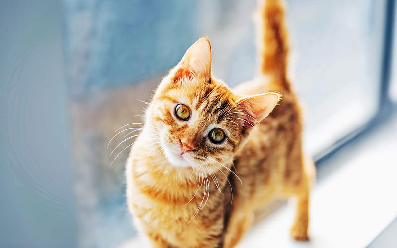 ginger cat, bokeh, pets, cats, domestic cats, cute animals, R, HD wallpaper