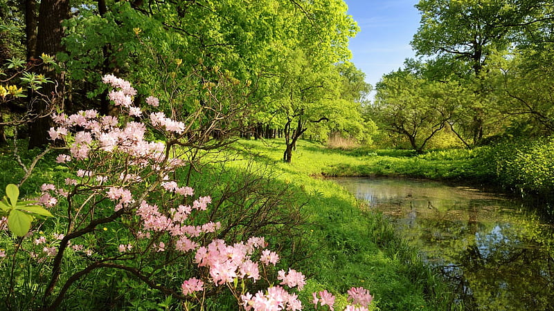 Closeup View Of Pink Blossom Spring Flowers Plant And Lake Between Green Trees And Grasses Spring Background, HD wallpaper