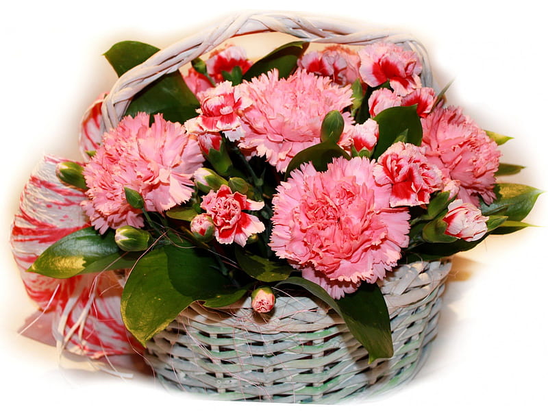 Carnation basket, basket, arrangement, nature, carnation, pink, HD wallpaper