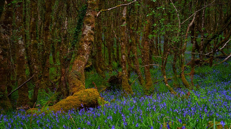 Moss Covered Trees and Bluebells Ultra, Nature, Forests, Travel, Landscape, Spring, Flowers, Trip, Forest, Road, Colors, graphy, Nordic, Sony, Fern, Ferns, Scotland, North, United, Kingdom, Outdoors, Beauty, Bluebells, Highlands, Coast, Natural, Exploring, roadtrip, Highland, Scottish, Alpha, traveling, visit, unitedkingdom, landscapegraphy, sonyalpha, beautyinnature, travelgraphy, kyle, a7riii, sonynordic, virtualwayfarer, visittoscotland, dornie, exploringscotland, northcoast500, scottishhighlands, overgrown, HD wallpaper