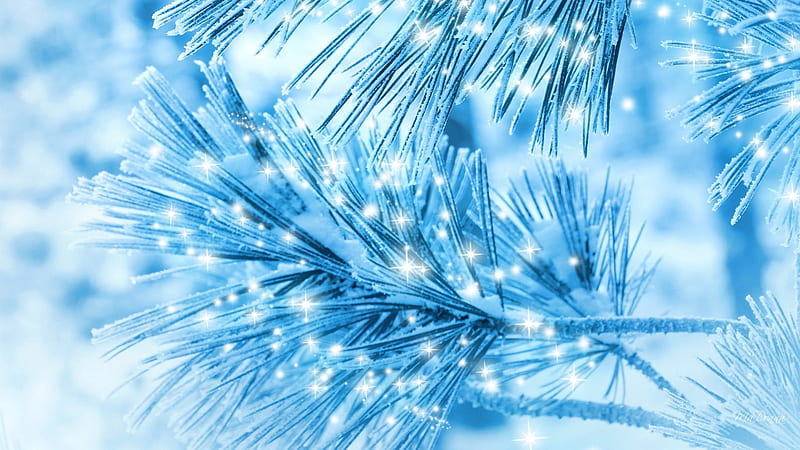 Sparkle of Snowflakes on Pine, stars, forest, feliz navidad, glow, christmas, glitter, shine, winter, pine, ze, frozen, glisten, blue, frost, HD wallpaper