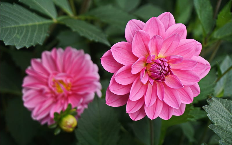 Dahlias, two, flowers, pink, HD wallpaper