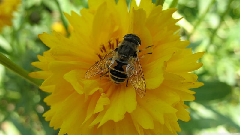 bee at work, flower, yellow, insect, bee, HD wallpaper