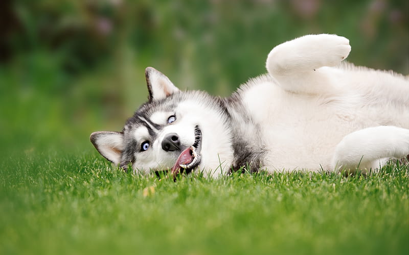Husky Dog pets, lawn, Siberian Husky, funny dog, cute animals, dogs, Husky, HD wallpaper