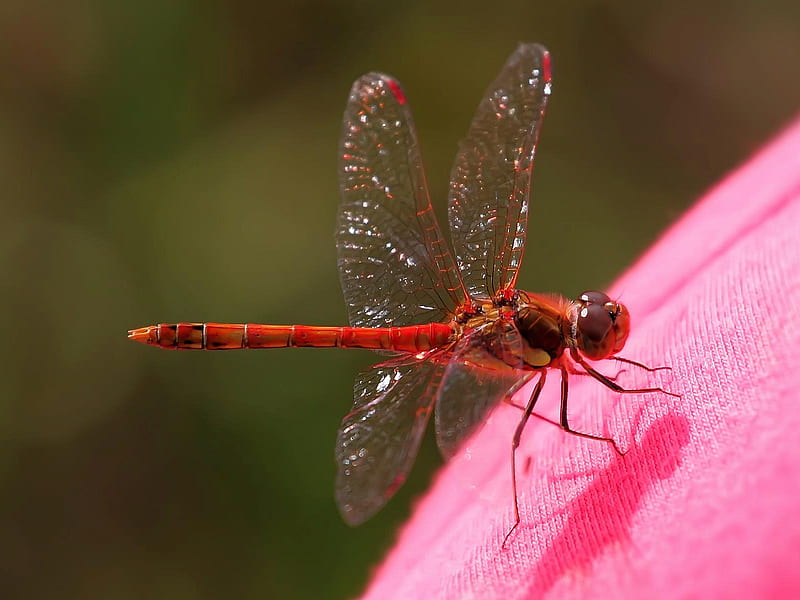 Red-Dragonfly, dragonfly, red, bonito, HD wallpaper