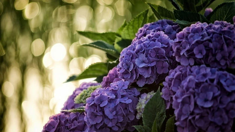 Hydrangea, glowers, purple, macro, HD wallpaper