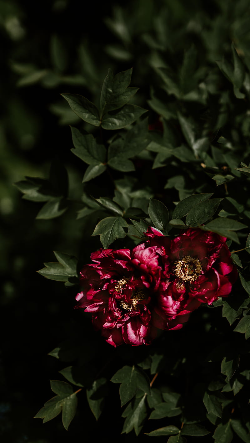red peonies, leaves, close-up, petals, Flowers, HD phone wallpaper