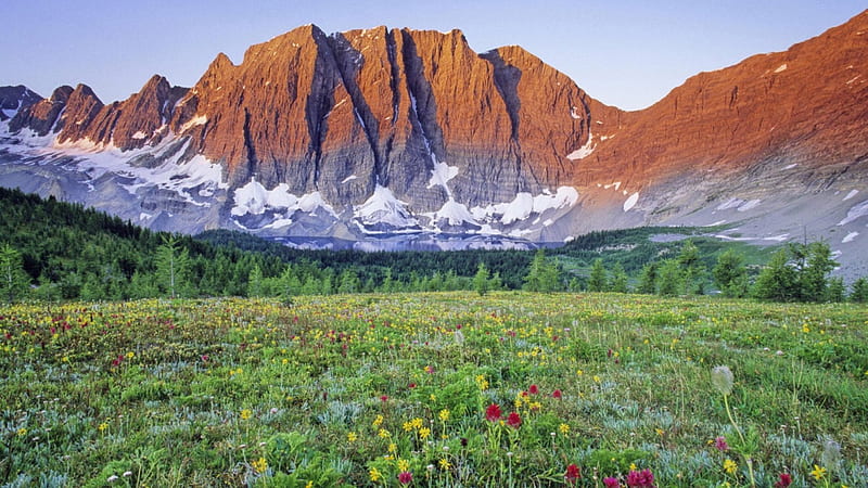 stark mountain over a flowery meadow, mountain, flower, snow, meadow, HD wallpaper