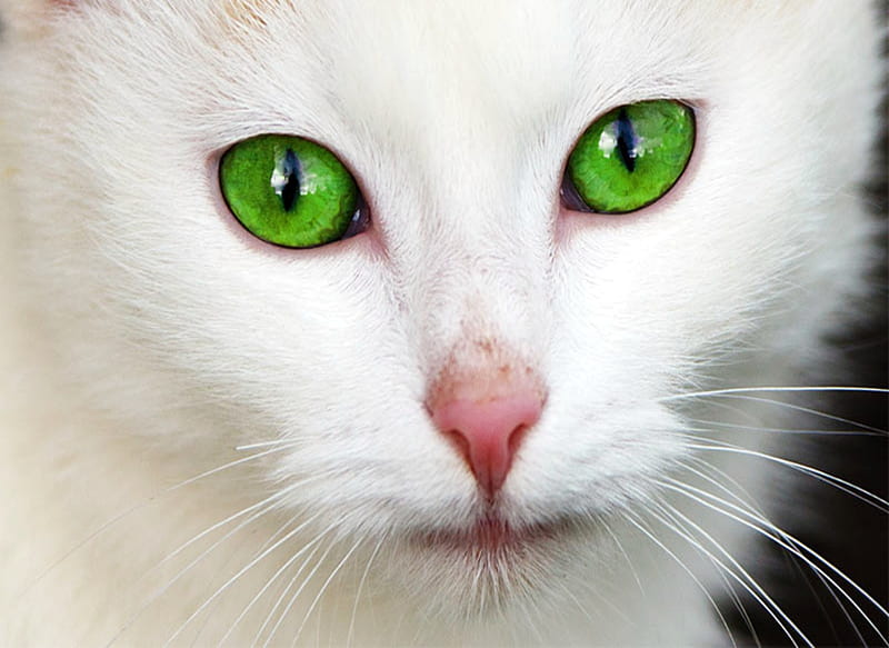 Peppermint, White, Green, Eyes, Cat, Pink, HD wallpaper