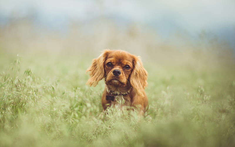 Cavalier King Charles Spaniel meadow, pets, dogs, cute animals, spaniels, HD wallpaper