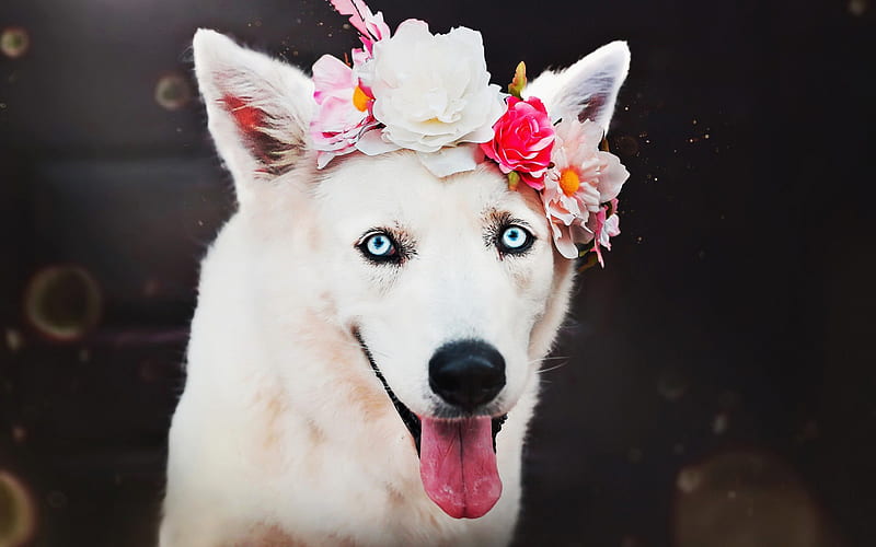 Swiss Shepherd, flowers, cute animals, dogs, close-up, white dog, Berger Blanc Suisse, pets, forest, White Shepherd Dog, White Swiss Shepherd, HD wallpaper