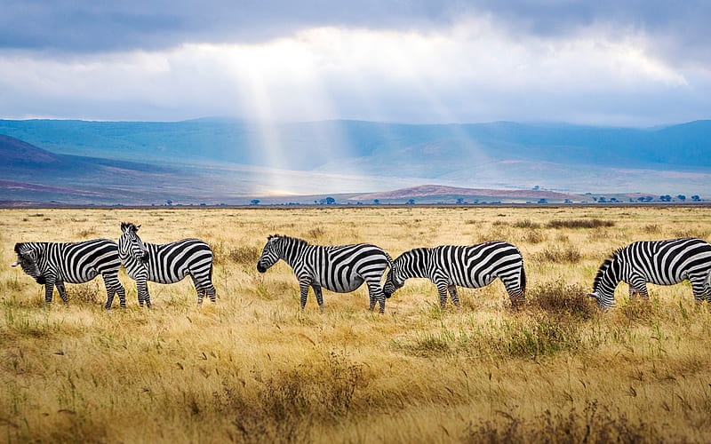 zebra, field, wildlife, sunset, Africa, wild animals, African animals, HD wallpaper