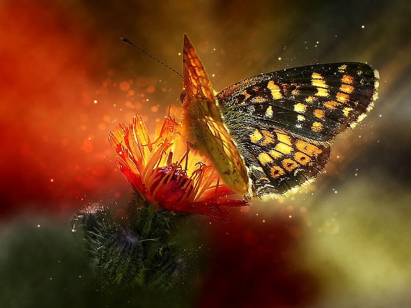 Butterfly on a flower, piros, termeszet, elenk, pillango, novenyzet, rovar, szines, vadvirag, HD wallpaper