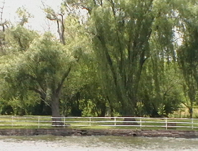 Weeping Willows, water front, trees, HD wallpaper