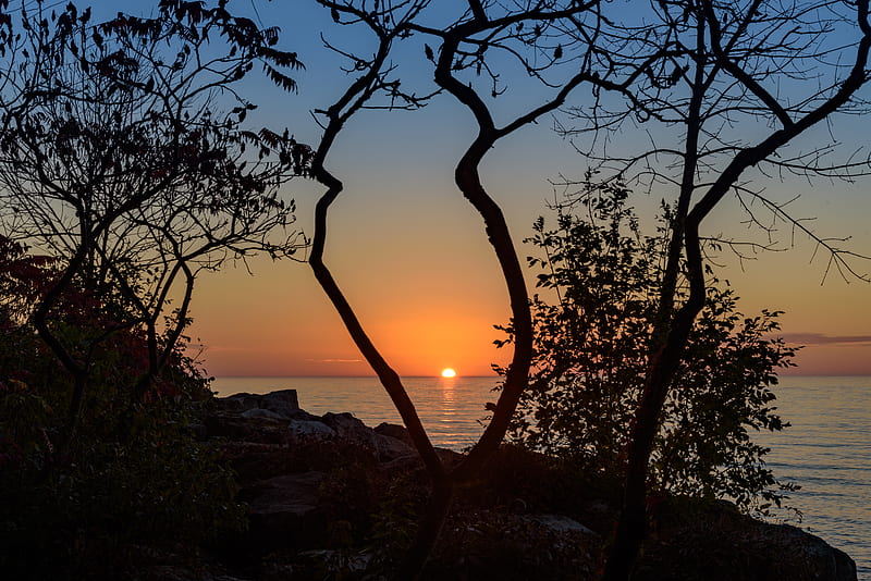 sea, sunset, branches, sun, horizon, HD wallpaper