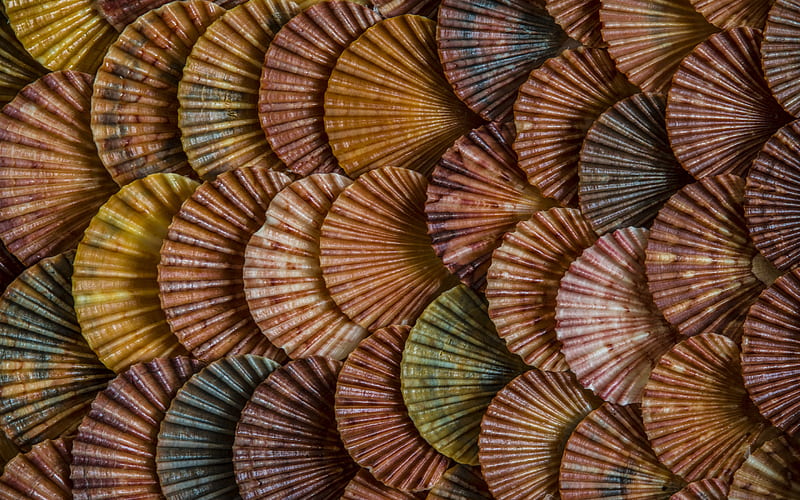 seashells texture, background with seashells, sea texture, seashells background, HD wallpaper