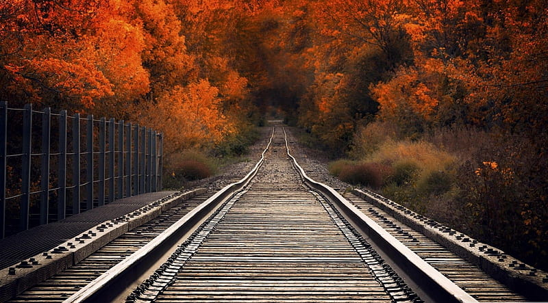 Autumn railway bridge, forest, fall, railway, autumn nature, landscape, scene, HD wallpaper