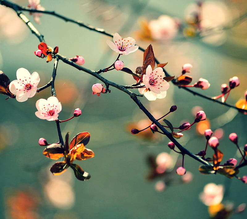 Sakura Blossom, flowers, leaves, nature, tree, HD wallpaper