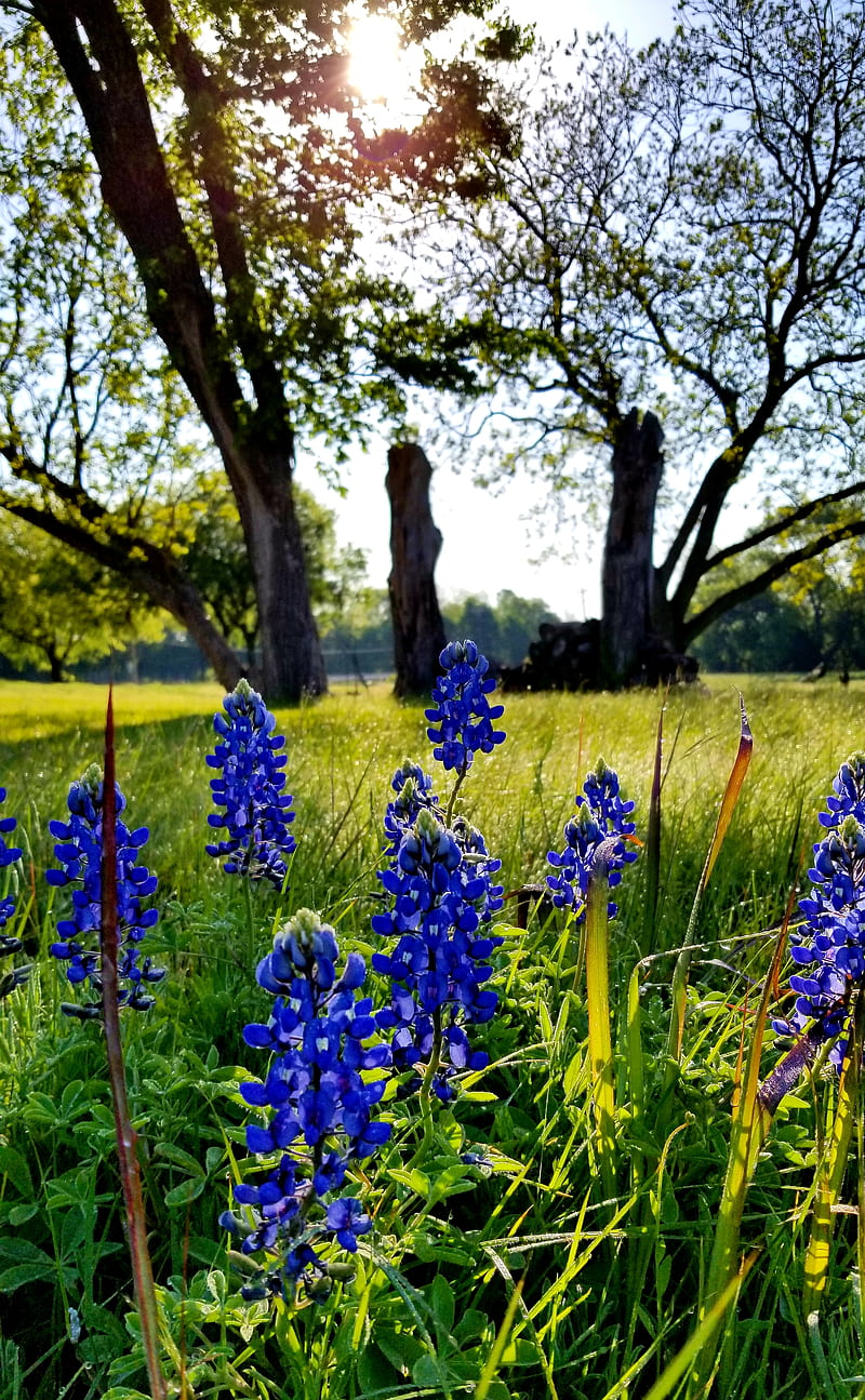 Lovely Lupine, bluebonnets, cool, flowers, holiday, nature, graphy, real life, spring, texas, wildflowers, HD phone wallpaper
