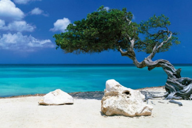 divi divi tree, beach, tree, nature, ocean, HD wallpaper