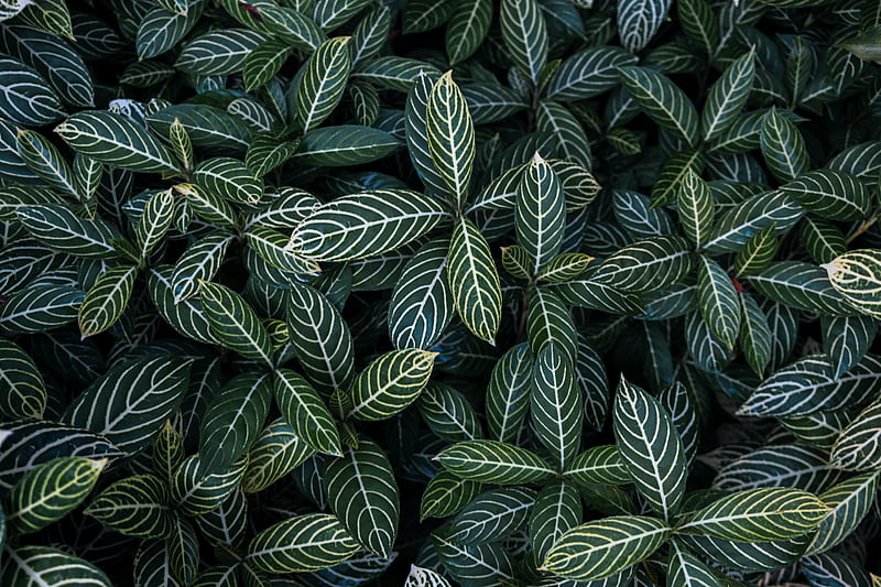 Earth, Plant, Close-Up, Leaf, HD wallpaper