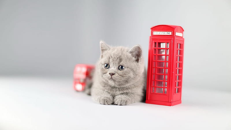 Ash Cat Is Sitting On Floor Near Telephone Booth Toy In White Background Cat, HD wallpaper