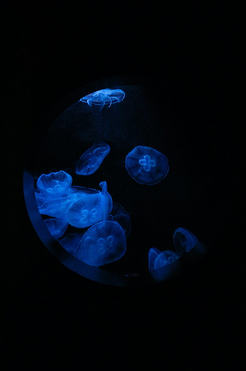 jellyfish, glow, underwater, water, porthole, macro, blue, HD phone wallpaper