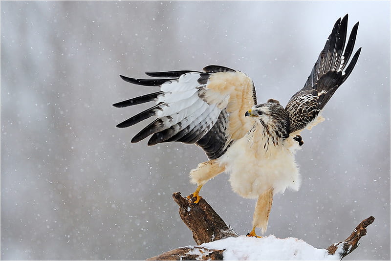 The Buzzard, fly, looking, snow, behind, HD wallpaper