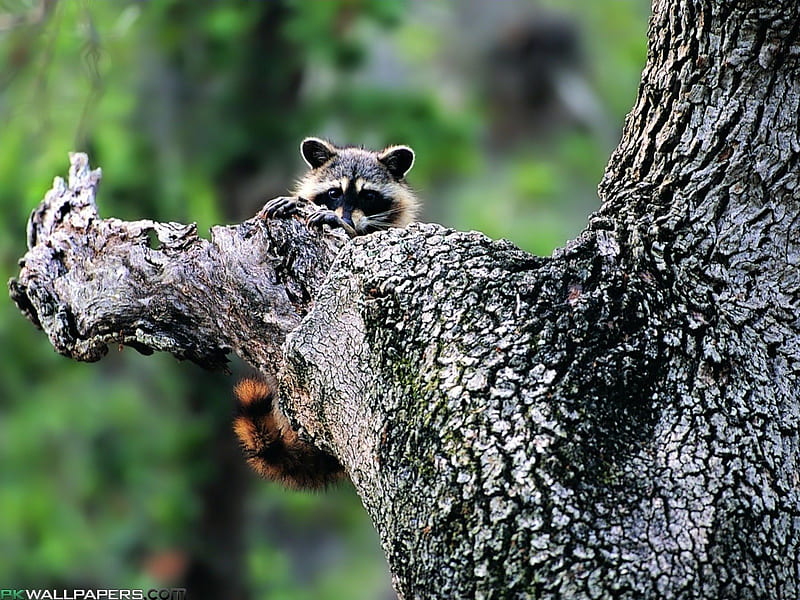 Adorable Racoon, cute, racoons, masked, adorable, animals, HD wallpaper