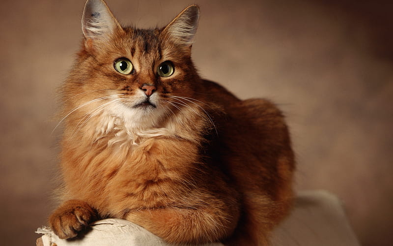 red fluffy cat, Maine coon, domestic cat, cute animals, breed of furry cats, HD wallpaper