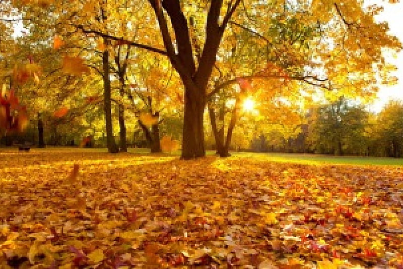 Fall foliage, fall, autumn, tree, leaves, golden, bonito, park, HD ...