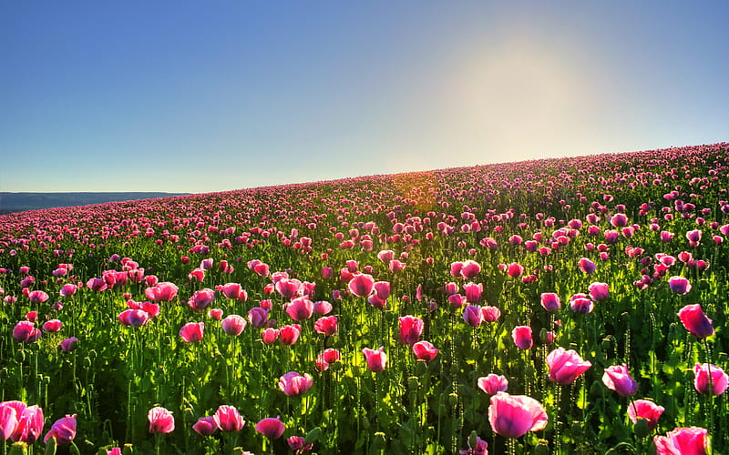 Field Of Flowers, pretty, colorful, sun, grass, bonito, sunset, clouds, nice, green, flowers, tulips, pink, lovely, colors, sky, peaceful, nature, meadow, field, landscape, HD wallpaper