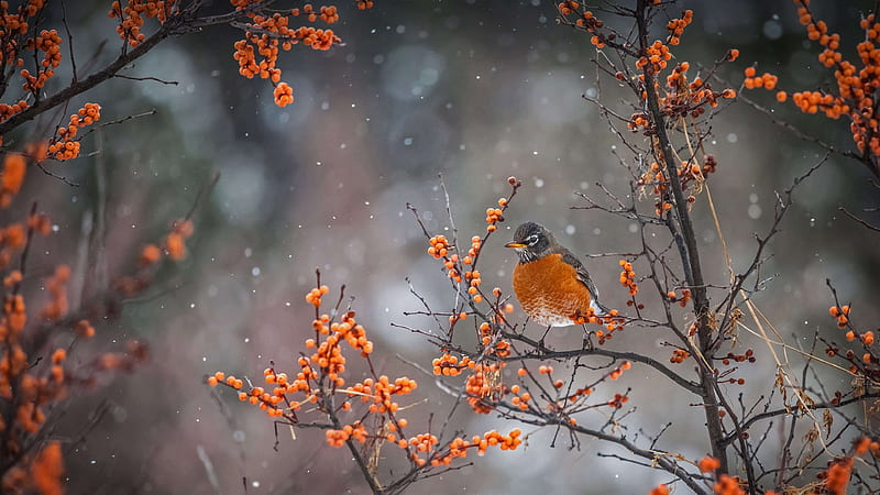 American Robin, winter, snow, trees, fog, HD wallpaper