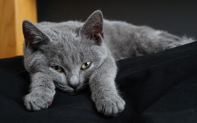Chartreux Cat gray short-haired cat, pets, cats, HD wallpaper
