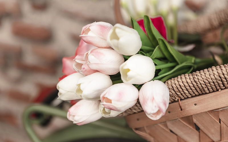 pink tulips, beautiful pink flowers, spring flowers, a bouquet of tulips, bicycle, basket, tulips in a basket, HD wallpaper
