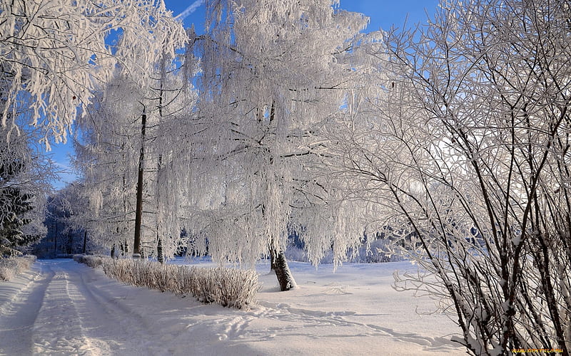 Winter Road, road, snow, trees, winter, hoarfrost, HD wallpaper | Peakpx