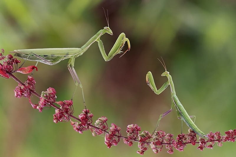 FIRST ROUND, praying mantis, green, bugs, fight, insects, HD wallpaper