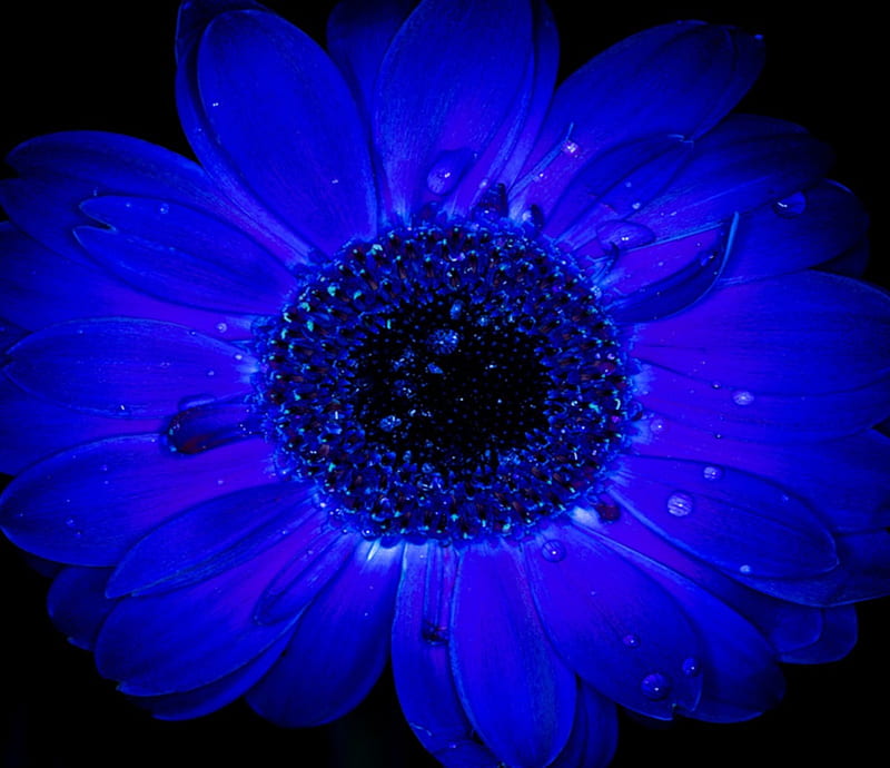 Topaze Blue, flower, flowers, Blue, Topaze, HD wallpaper